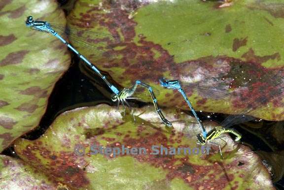 damselflies 3 graphic